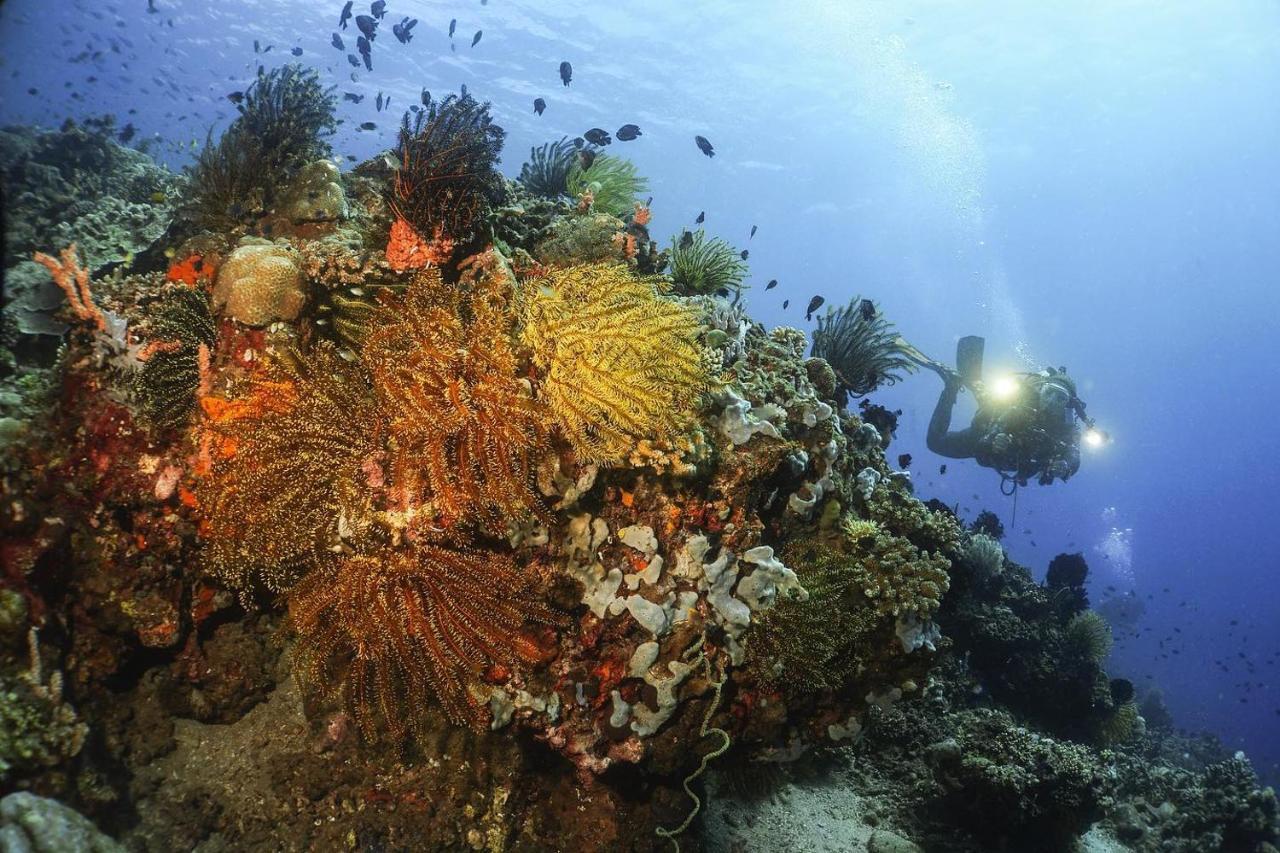 La Tortue Diving Resort Dauin Eksteriør bilde