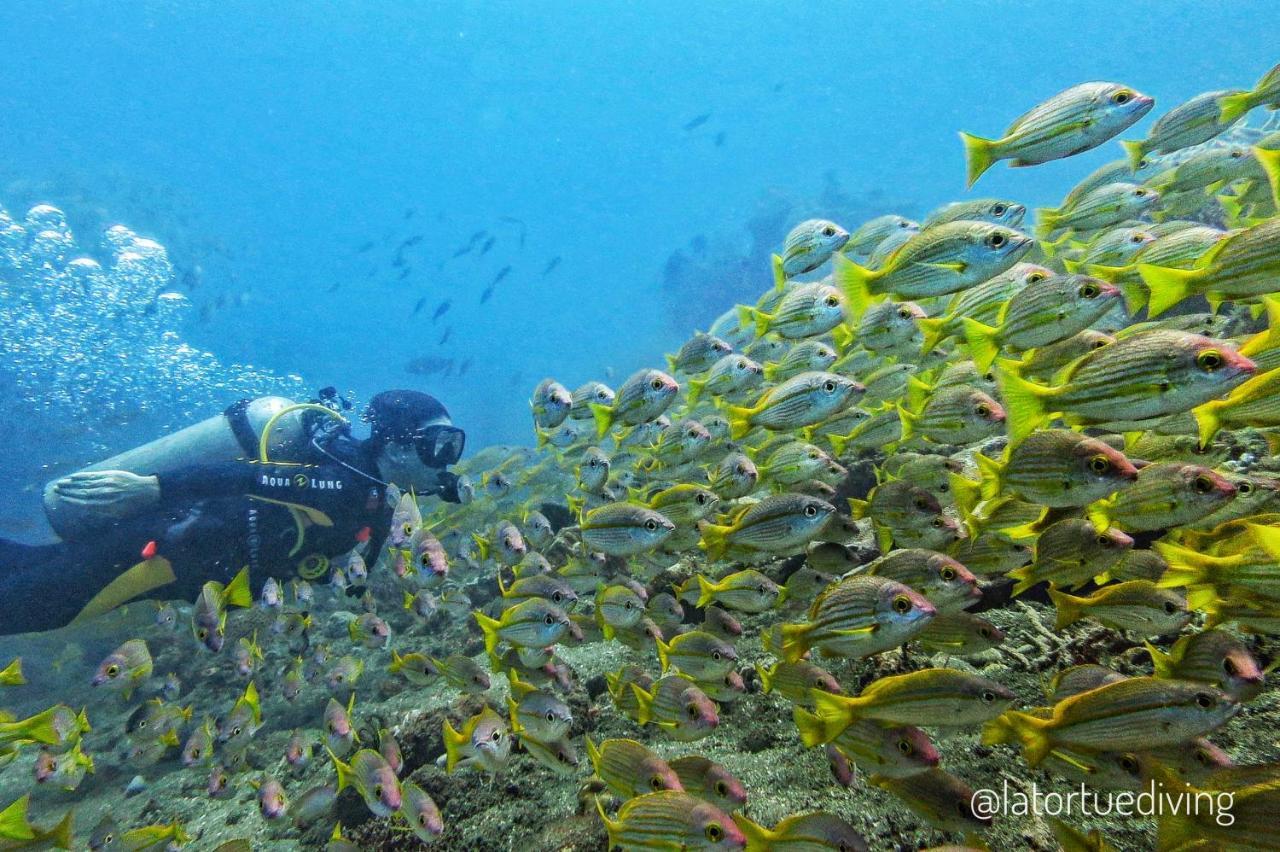 La Tortue Diving Resort Dauin Eksteriør bilde